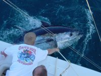 Giant Bluefin Tuna